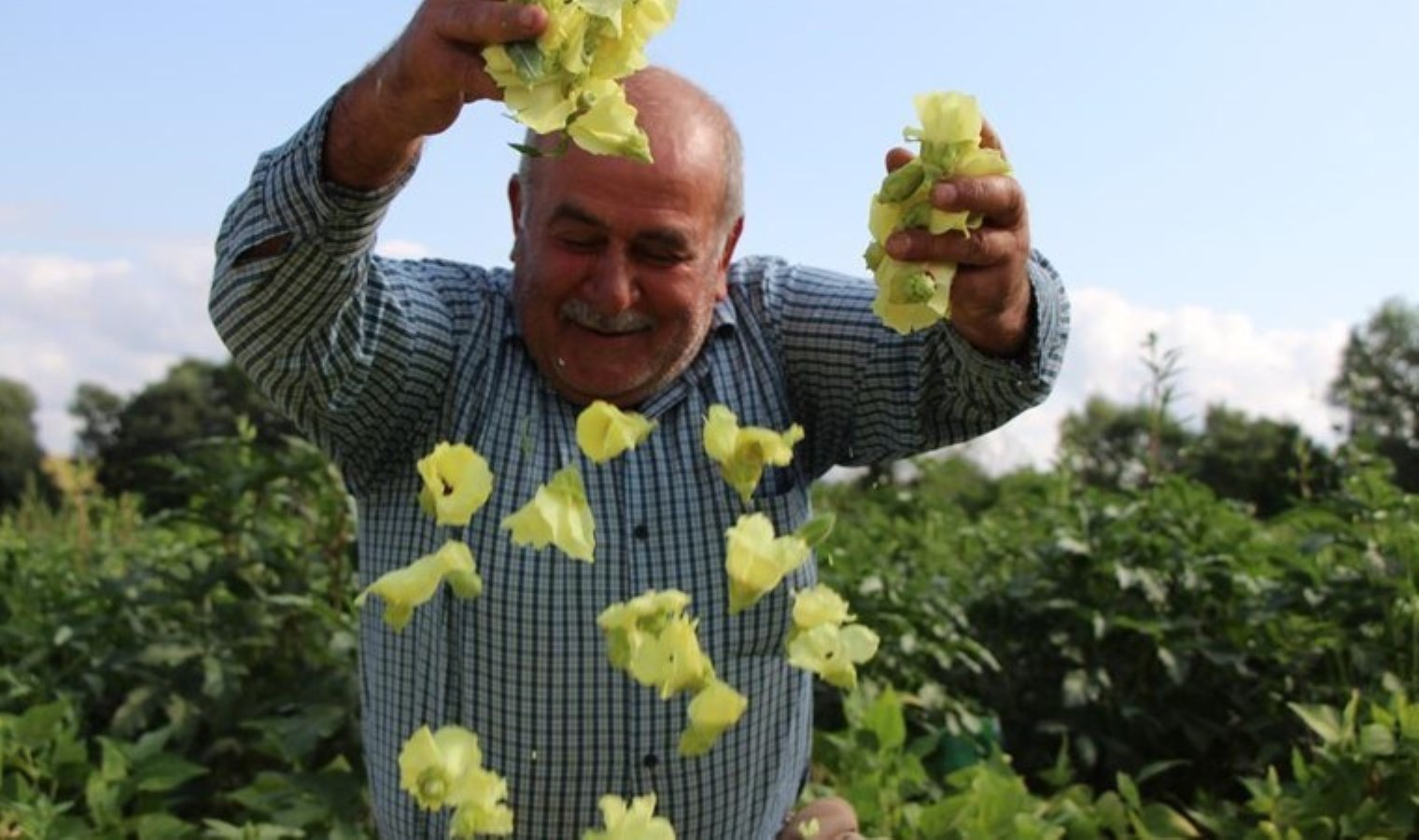 Bamya: Sarı Altın ve Ekonominin Parlayan Yıldızı