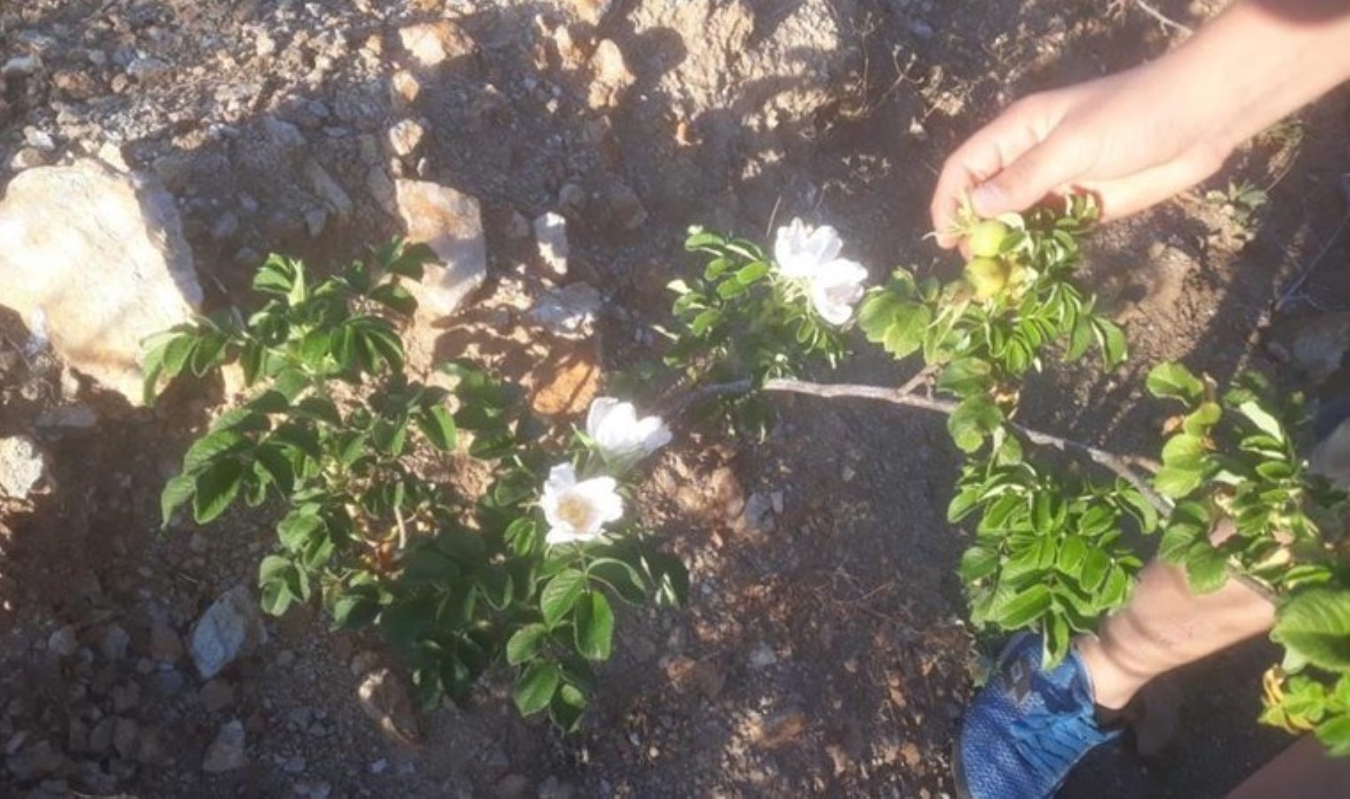 Bayburt’un köyünde yetişiyor: 400 dönüm toprağa 60 bin fidan ekti!