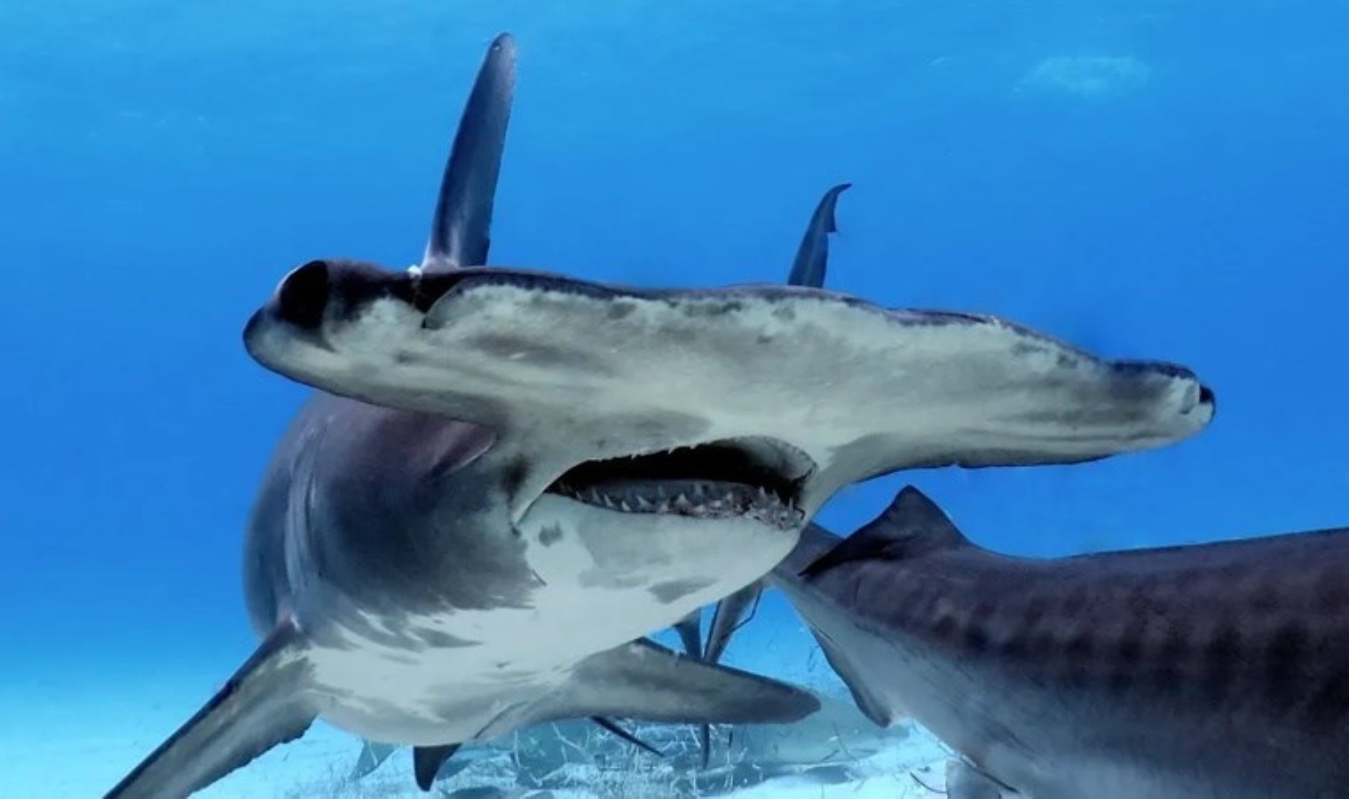 Bilim insanları okyanus tabanında keşfetti: ‘Daha evvel hiç görülmemiş bir davranış…’