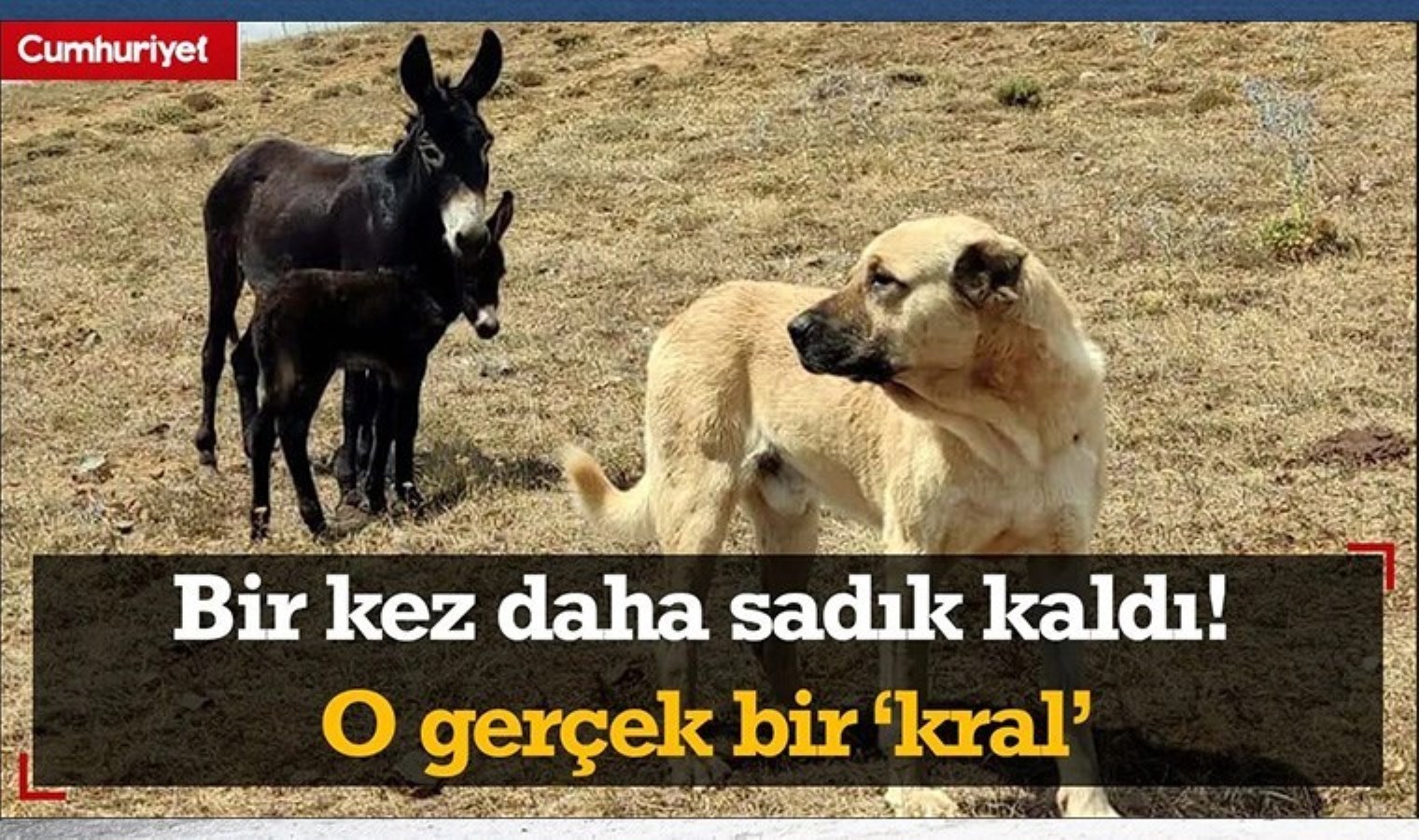 Bir defa daha krallığını yaptı ve yeniden sadık kaldı! O gerçek bir ‘kral’