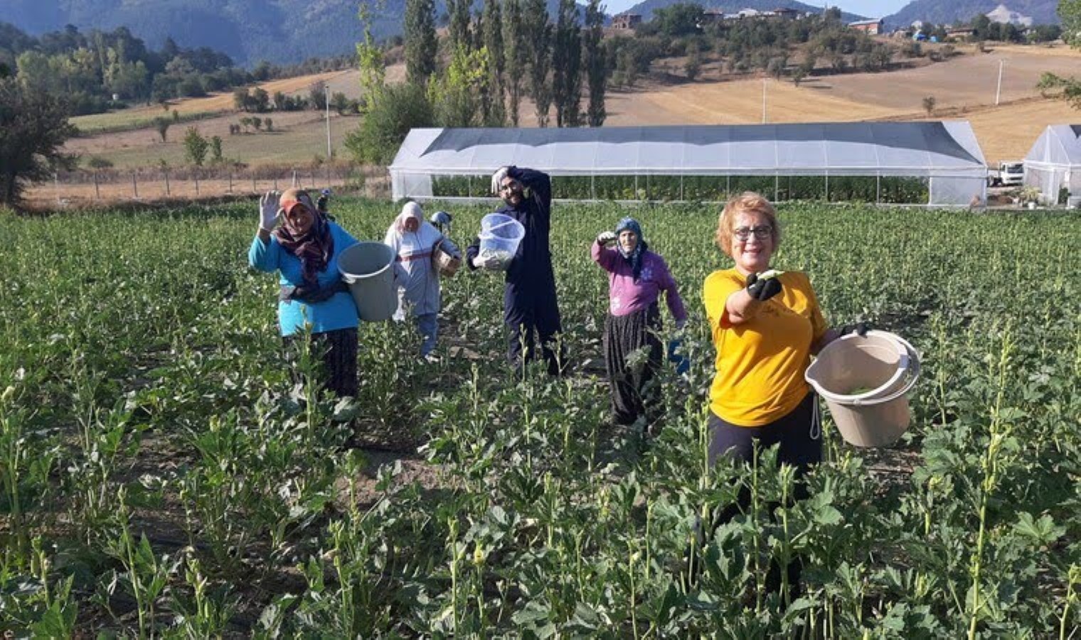 Bolu’da tarladan toplayana yarı fiyatına bamya