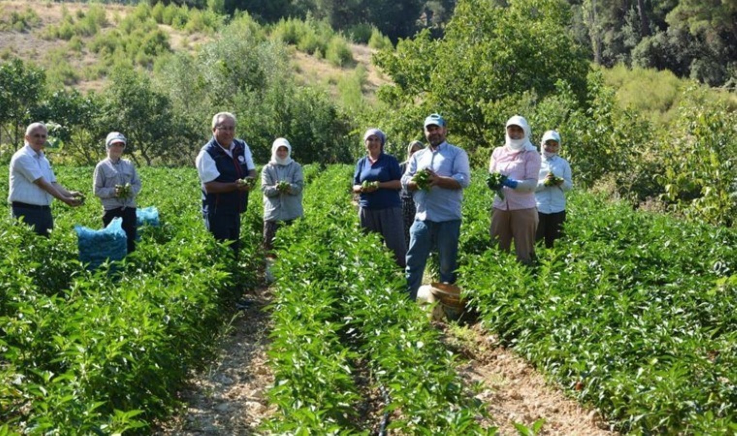 Bozdoğan’da İlk Kardolua Biberi Hasat Şenliği Düzenlendi