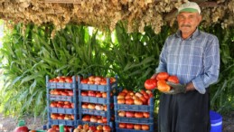 Bulanık Domatesi: Asırlık Tohumların Mirası ve Doğal Üretim