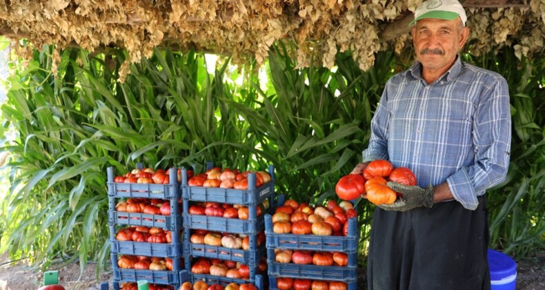 Bulanık Domatesi: Asırlık Tohumların Mirası ve Doğal Üretim