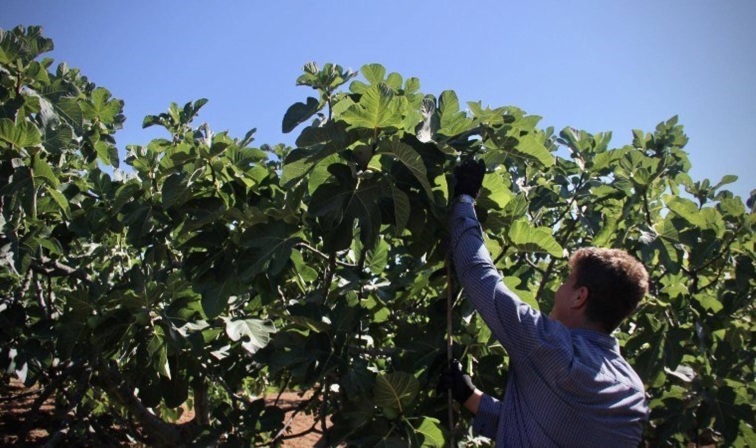 Bursa Siyah İnciri Hasadında Rekor Beklentisi