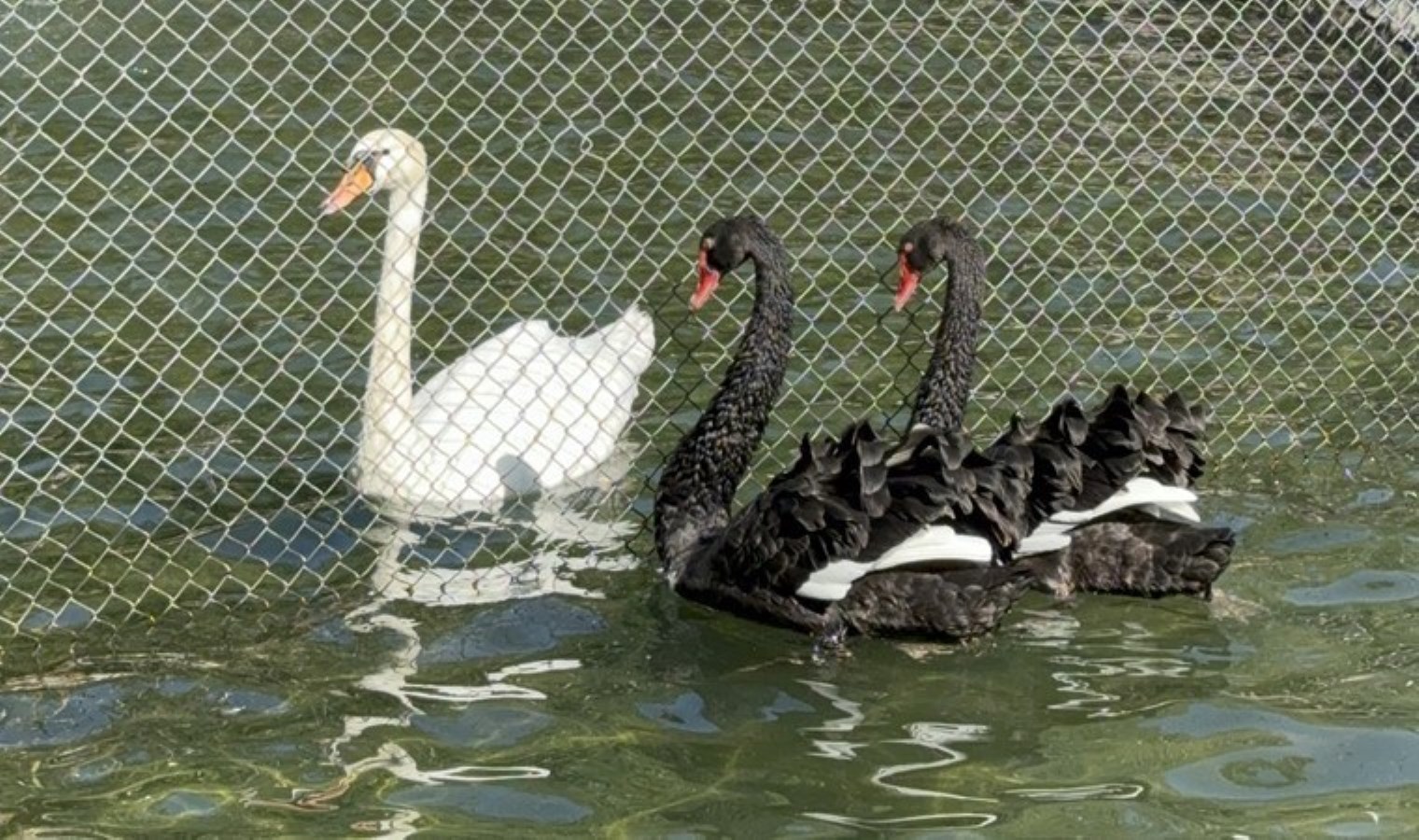 Çankaya Belediyesi kuğuları neden ayırdığını açıkladı: ‘Siyah kuğular…’