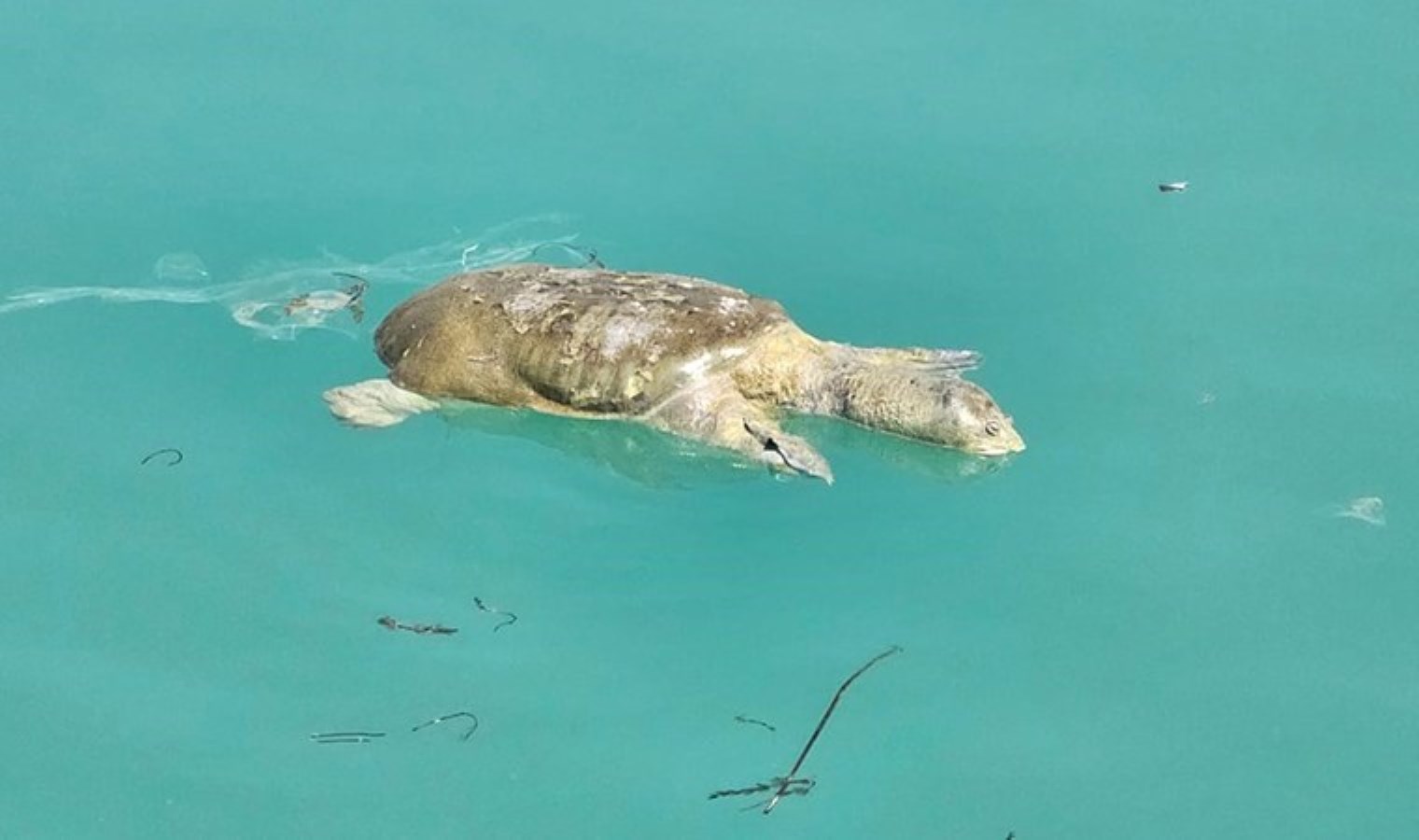 Ceset ihbarı yapılan kanaldan ‘ölü kaplumbağa’ çıktı