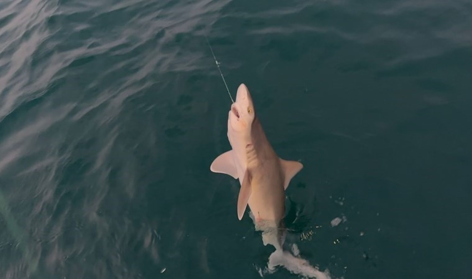 Ceyhan’da Eşsiz Bir Balık Avı: Yavru Köpek Balığı Deneyimi