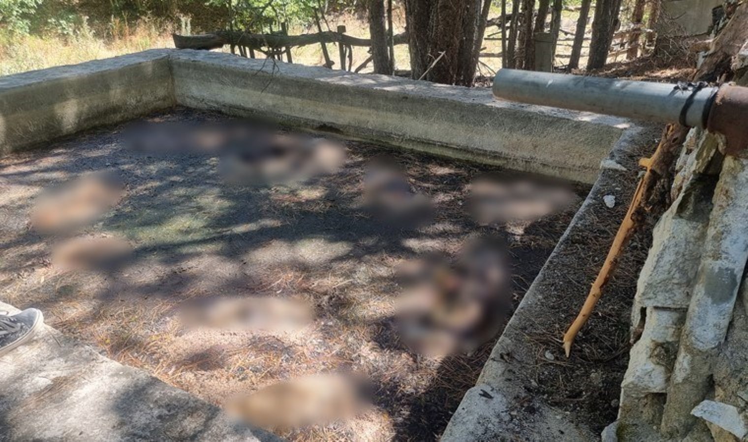 Çıkmak için çabalamışlar! Sulama havuzunda 13 köpek meyyit bulundu