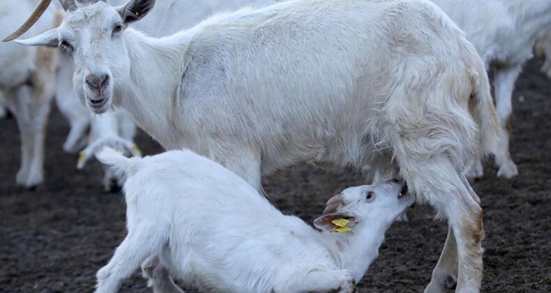 Çoban istihdamı için destek başvuruları açıklandı