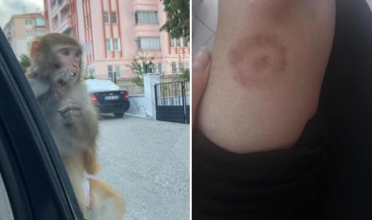 Çorum’da yasa dışı beslenen maymun evden kaçarak bir kişiyi ısırdı