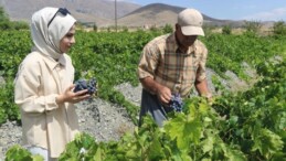 Demir eksikliğini bitiriyor! Şifa deposu: Erzincan’da yetişiyor…