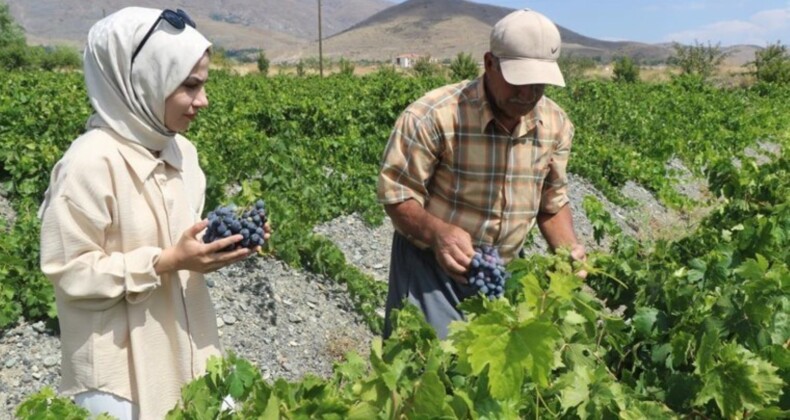 Demir eksikliğini bitiriyor! Şifa deposu: Erzincan’da yetişiyor…