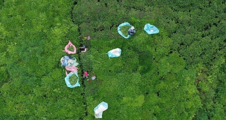 Doğu Karadeniz İhracatında %9 Artış: Rekor Rakamlar Açıklandı