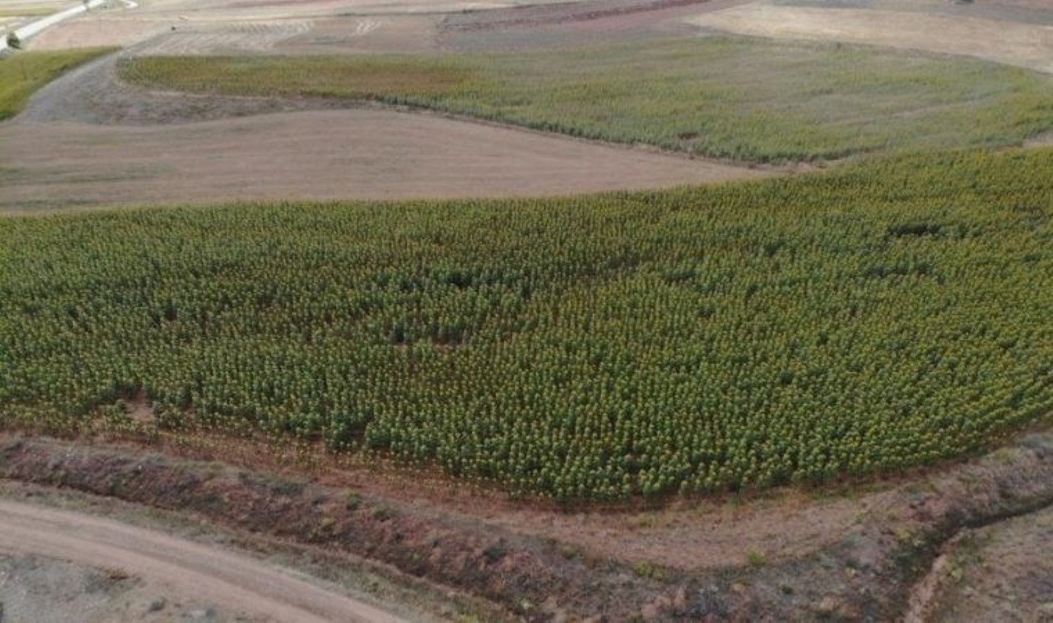 Doğu Karadeniz’de ilk kez ekildi: 415 dönümde çiftçinin yüzünü güldürdü: Hasat zamanı için gün sayılıyor