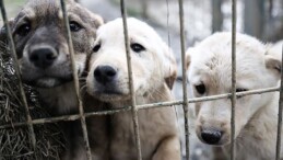 Düzce’de Köpeğin Tüfekle Vurulması Olayı