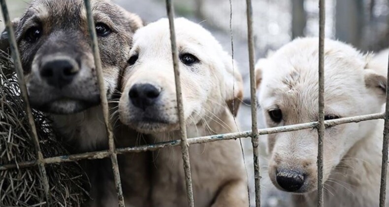 Düzce’de Köpeğin Tüfekle Vurulması Olayı