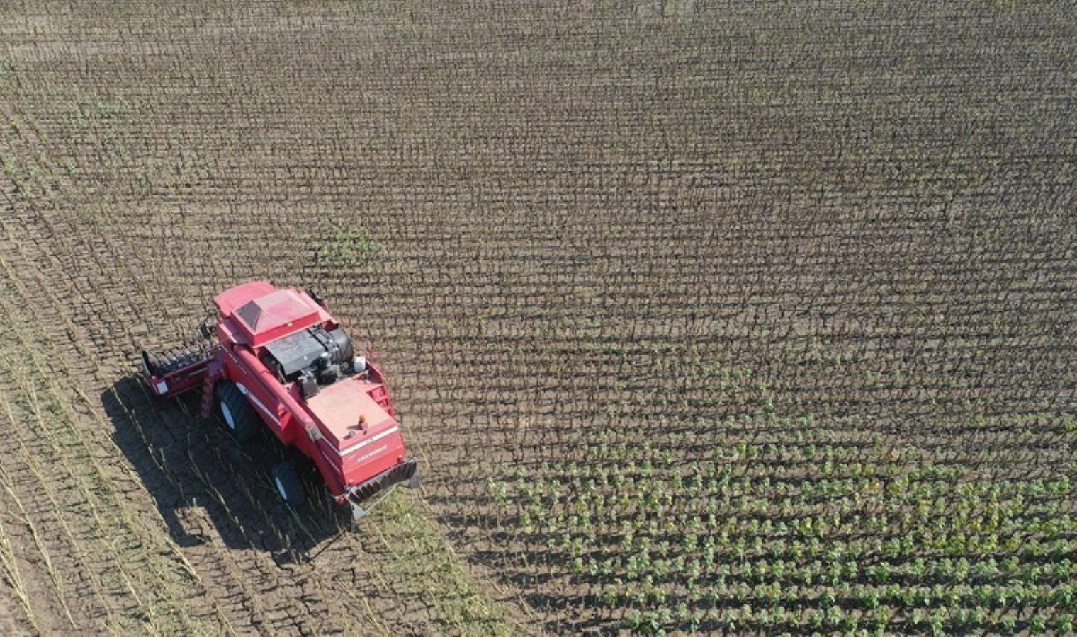 Edirne’de Ayçiçeği Hasadı Başladı, Kuraklık Verimi Etkiliyor