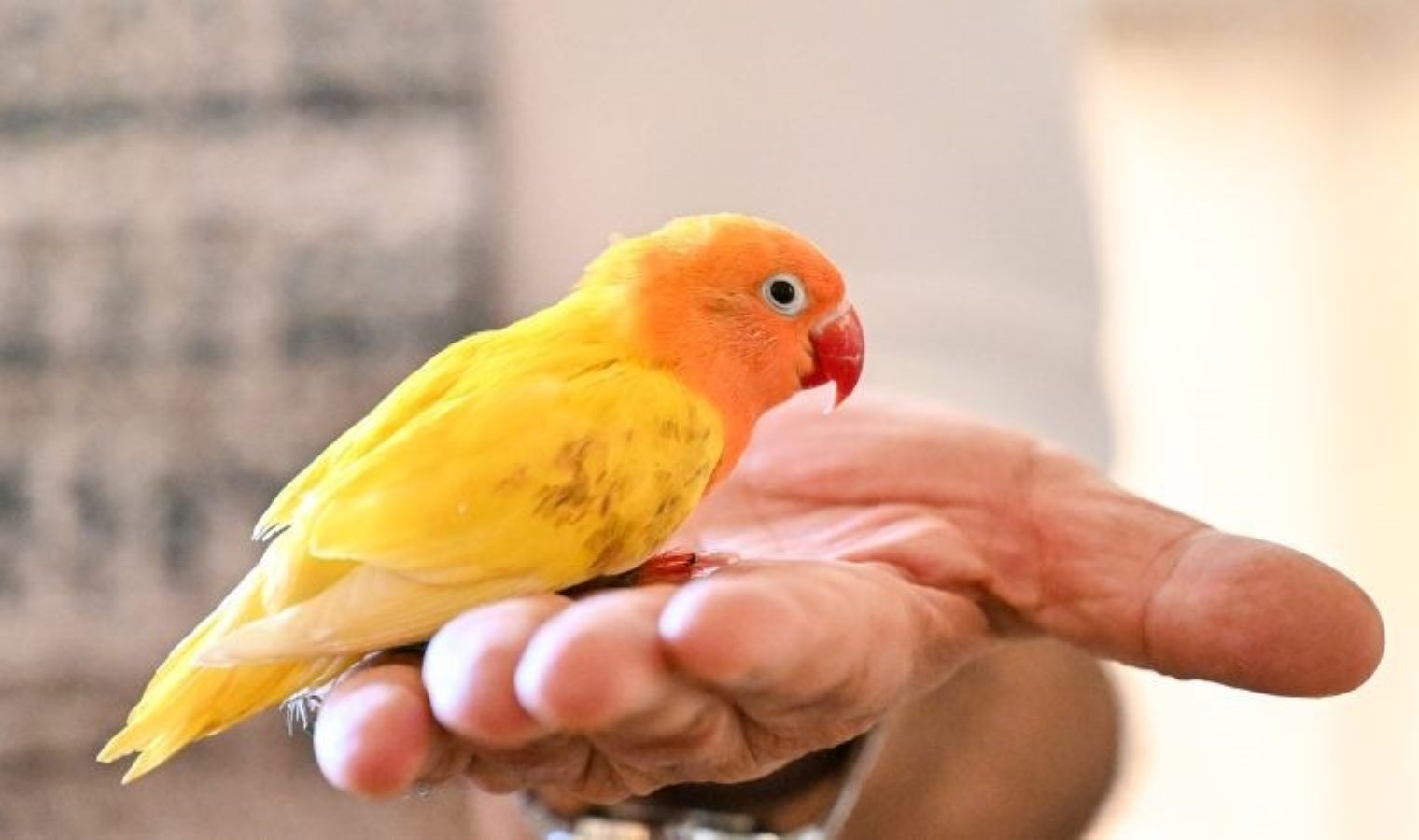 El konulan 300 ‘cennet papağanı’ Gaziantep’e getirildi