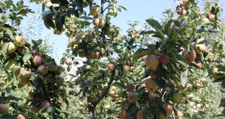 Erzincan Ovası’nda Bereketli Hasat Sezonu