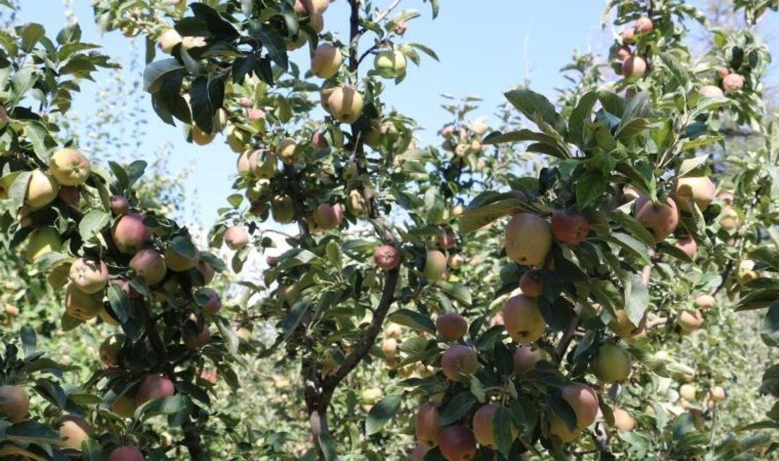Erzincan Ovası’nda Bereketli Hasat Sezonu