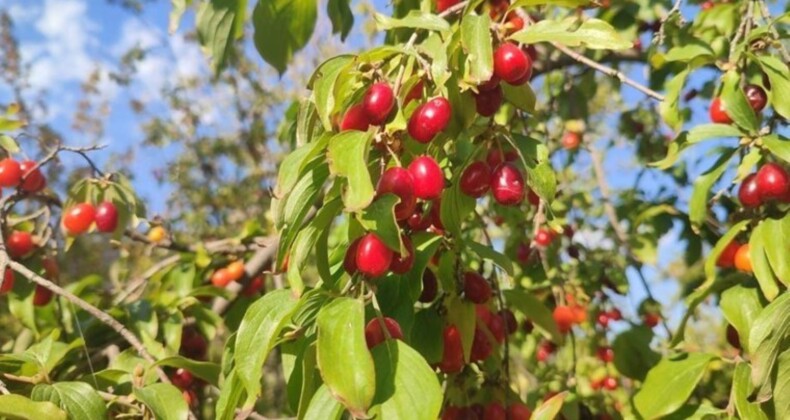 Erzincan’da hasat başladı: Kalbi koruyor, enfeksiyonu temizliyor!