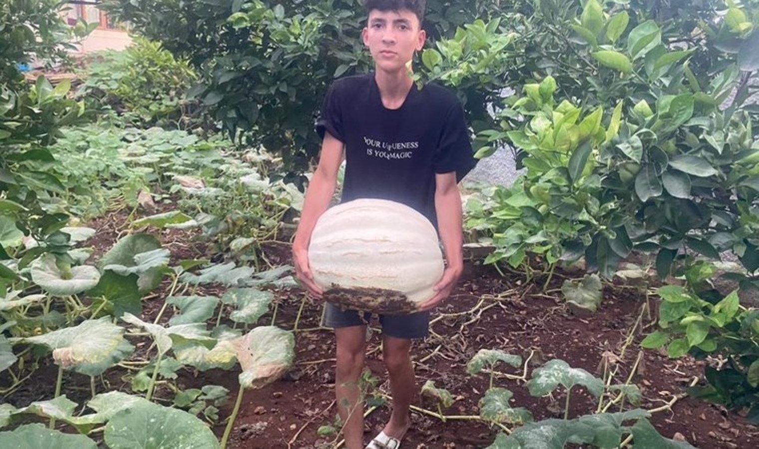 Evinin bahçesine hobi amaçlı ekmişti: 500 kilo hasat yaptı