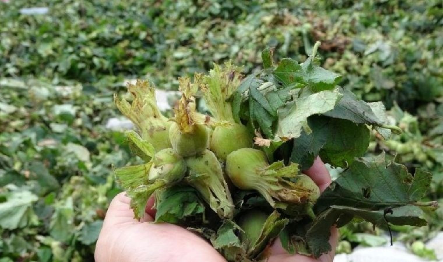Fındık Hasat Sezonunun Başlangıcı ve Dikkat Edilmesi Gerekenler