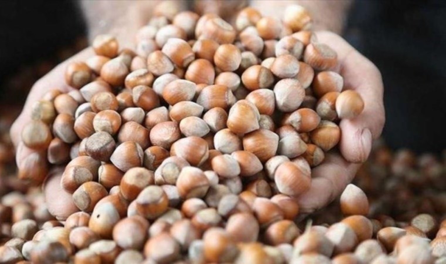 Fındık üreticilerine Ferrero tekeli! ‘Rekolte oyunu’