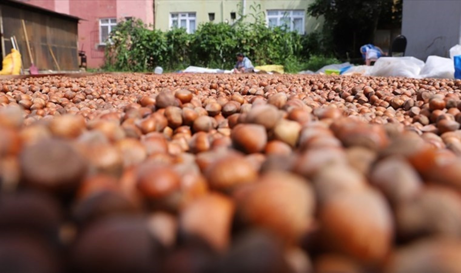 FİSKOBİRLİK’ten Üreticilere Fındık Alım Çağrısı