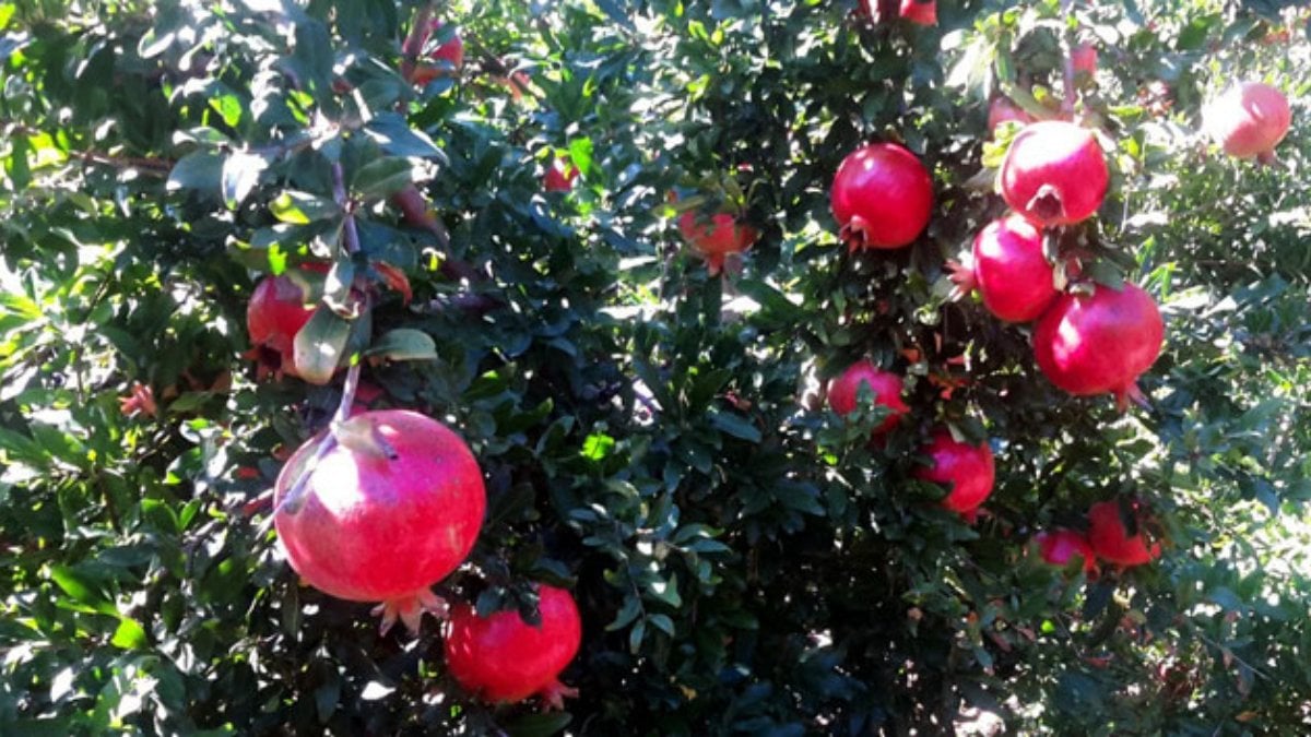 Gazipaşa’da Caner Narının Hasadı Başladı