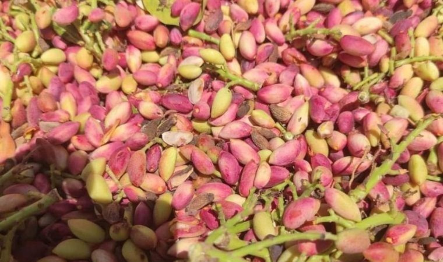 Geçimli Mahallesi’nde Antep Fıstığı Hasadı Başladı