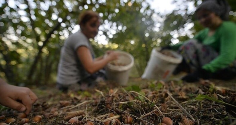 Giresun Ziraat Odaları Fındık Hasadı İşçi Ücretlerini Belirledi