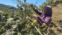 Giresun’da Fındık Hasadı Başladı