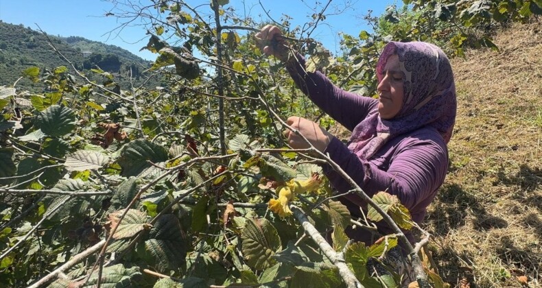 Giresun’da Fındık Hasadı Başladı