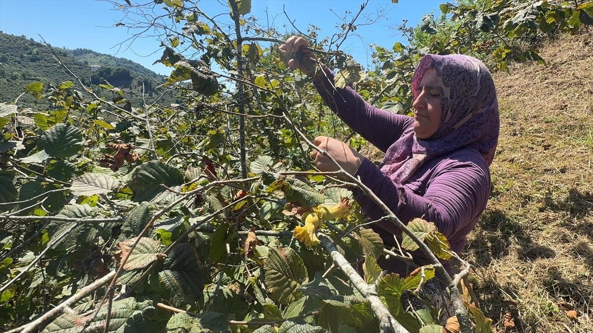 Giresun’da Fındık Hasadı Başladı