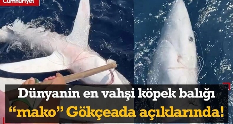 Gökçeada’da İlker Özdemir’in Mako Köpek Balığı Keşfi