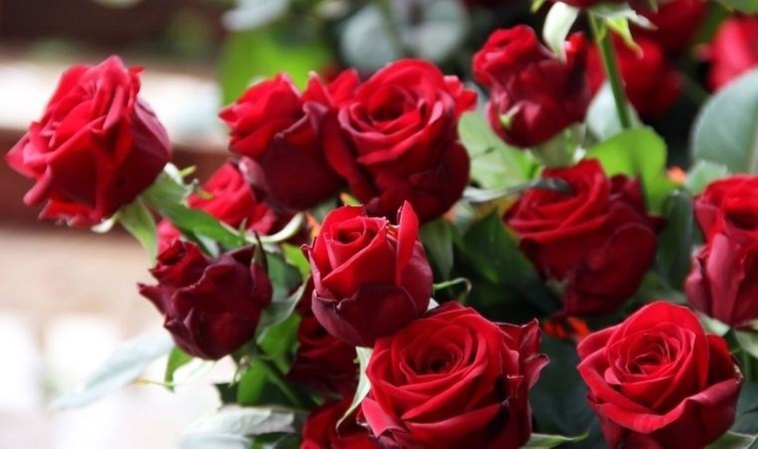 Güllerin dikenli geçmişi ortaya çıktı: 400 milyon yıllık evrimsel sır çözüldü