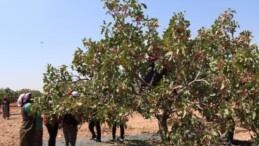 Güneydoğu Anadolu’da Antep Fıstığı Hasadı Başladı