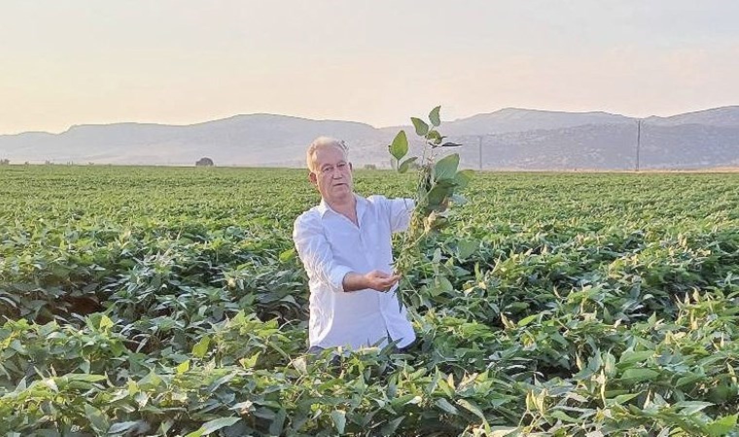 Güneydoğu Anadolu’da Soya Fasulyesi Dönemi Başladı