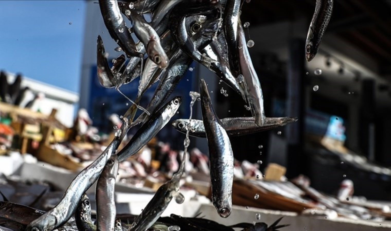 Hamsi avcılığına kota getirildi: Son müracaat tarihi 6 Eylül