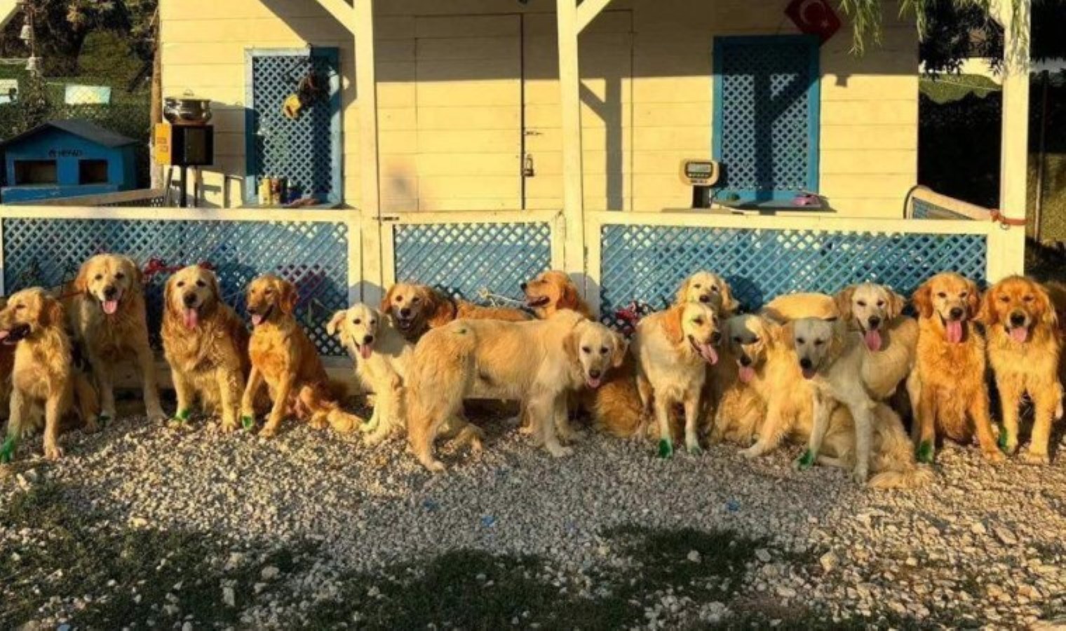 Happy Paws Puppy Rescue Sokak Köpekleri İçin Kurtarma Projesini Başlattı