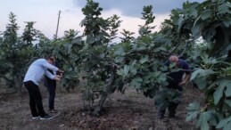 Hasadı başladı: Coğrafi tescil alma yolunda! Samsun’un Tekkeköy ilçesine özgü….