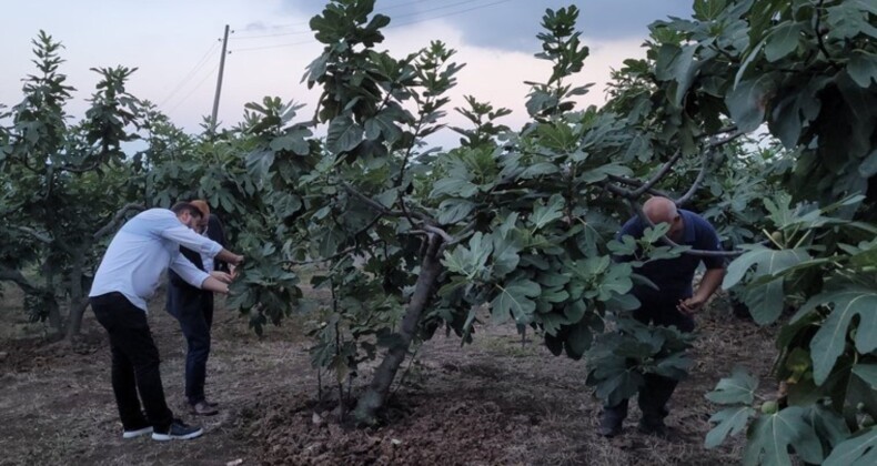 Hasadı başladı: Coğrafi tescil alma yolunda! Samsun’un Tekkeköy ilçesine özgü….