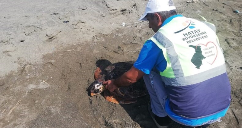 Hatay’da kıyıda yaralı caretta caretta bulundu