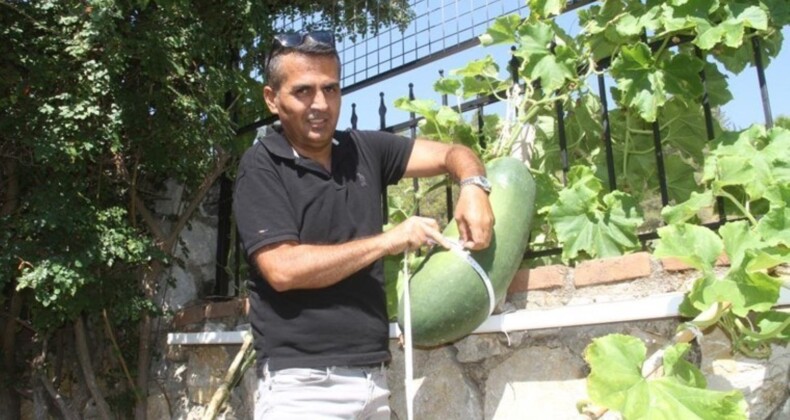 Huzurevinin bahçesinde yetiştirdi! Görenler hayreti düşüyor: 60 santimetre uzunluğunda 20 kilo tartısında