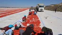 İlçenin geçim kaynağı! Her gün 200 ton eser kurutuluyor