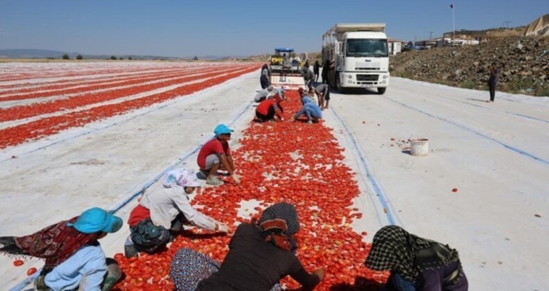 İlçenin geçim kaynağı! Her gün 200 ton eser kurutuluyor