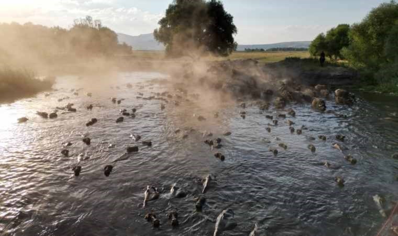 Incesu’da Manda Yetiştiriciliği ve Doğal Yaşam
