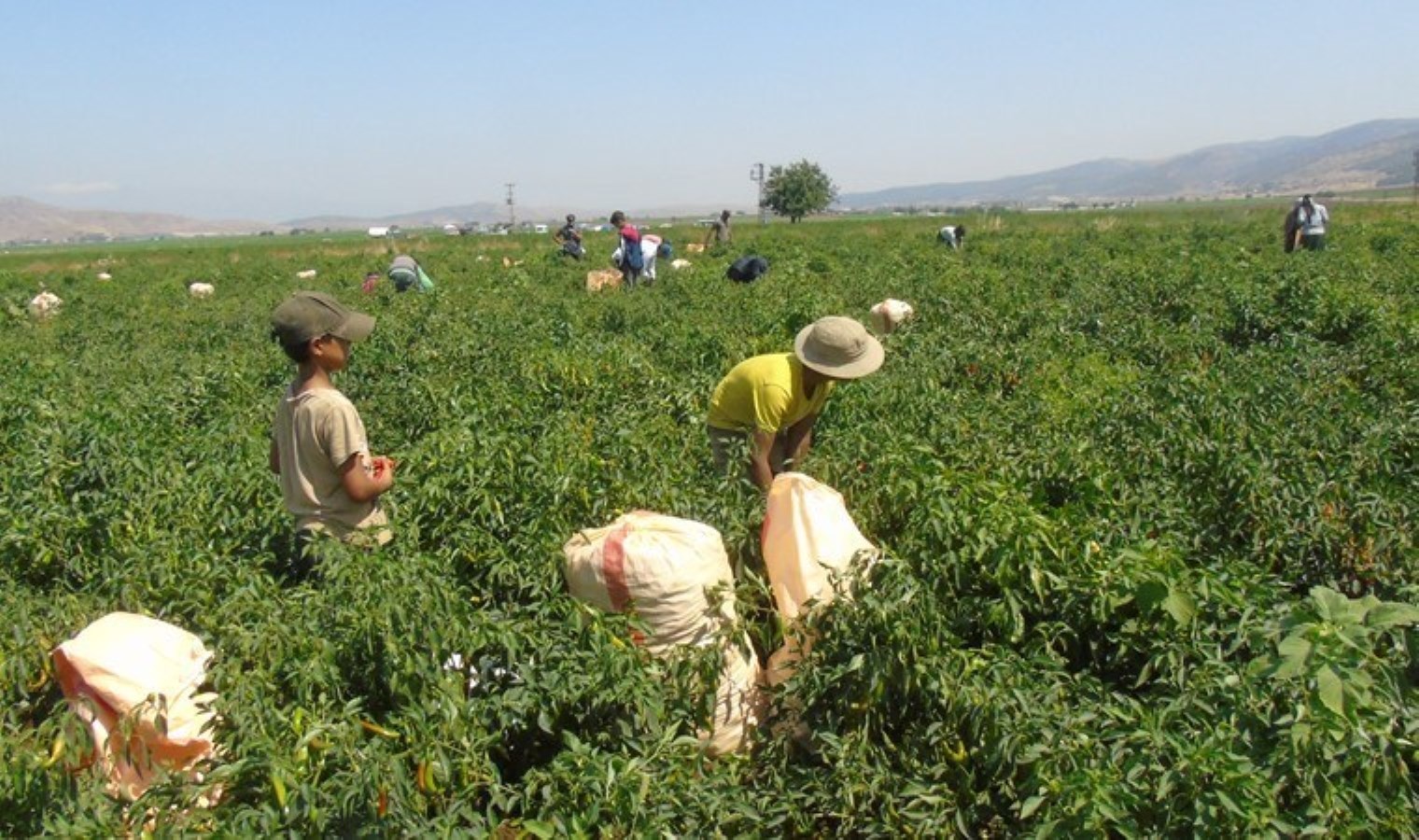 İslahiye’nin Kırmızı Biber Hasadı ve Ekonomik Etkileri